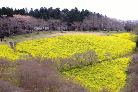 マザー牧場の菜の花畑
