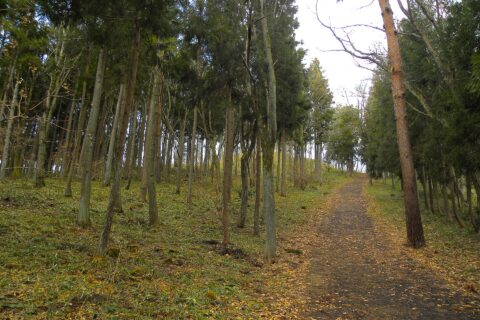 ​岩手県平泉町・金鶏山登山道