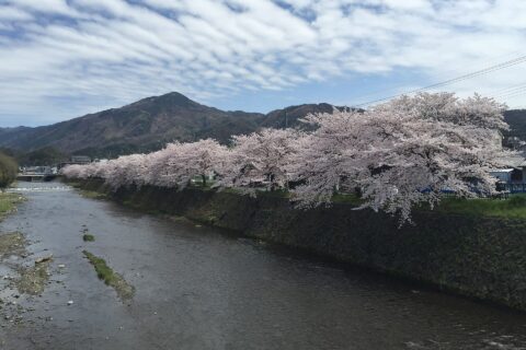 Mt Hiei in Spring from Umahashi over Takano river. Cherry Blossom at the Kawabata dori street by Takanogawa river is in its best season.
