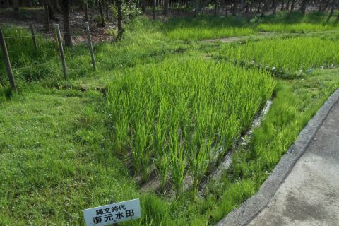 佐賀県唐津市、菜畑遺跡の復元水田。古代米を栽培している。