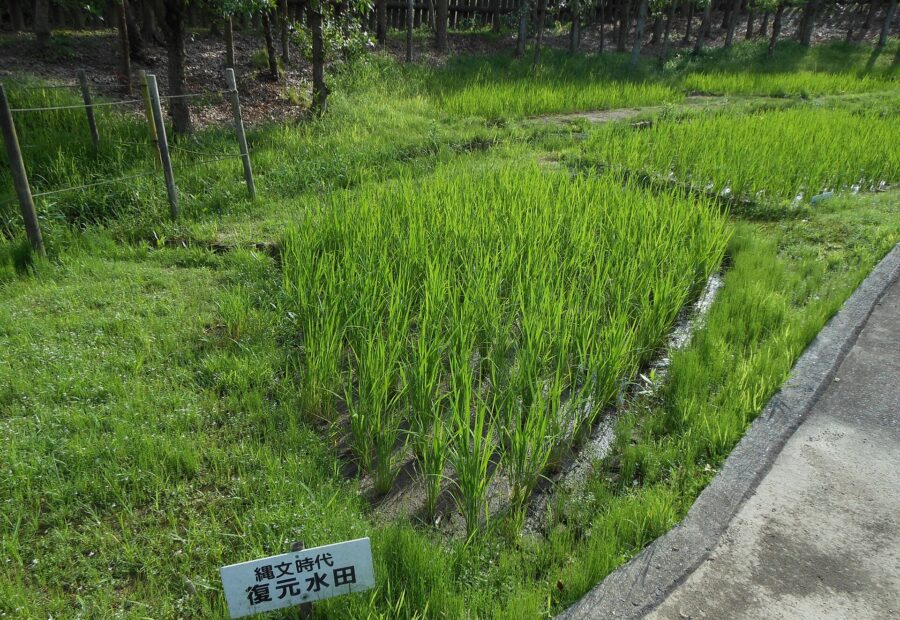 Nabatake Site, Saga