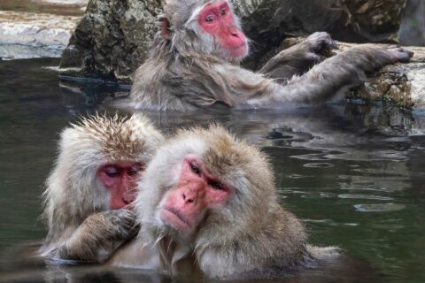 This photo shows monkeys from Jigokudani Monkey Park. Here, in the mountains of Japan, people have made a habitat for local Japanese macaques. Due to deforestation, macaques began to descend from the mountains, thereby h