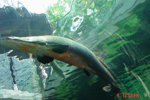 2005年8月4日撮影。撮影者投稿。なかがわ水遊園の巨大ピラルクー。