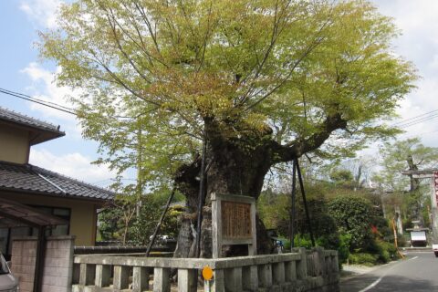 中山神社 (津山市) ケヤキ
