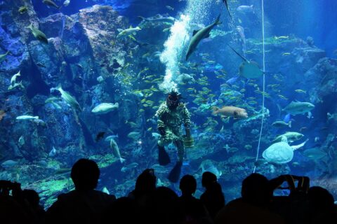 男鹿水族館GAOの「なまはげダイバー」による餌やり（秋田県男鹿市）