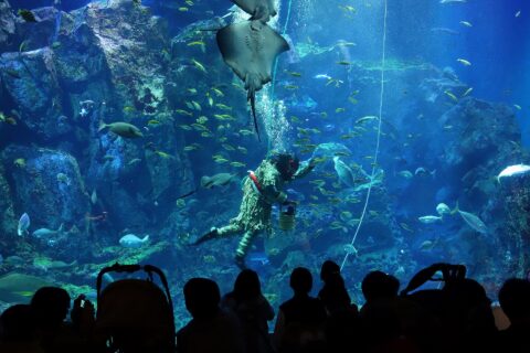 A keeper dressed as a Namahage (the “Namahage diver”) during a feeding demonstration at Oga Aquarium GAO, Oga, Akita Prefecture, Japan.