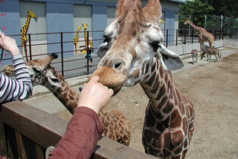 ​南紀白浜アドベンチャーワールド草食動物ゾーンのアミメキリン(右)とマサイキリン(左)