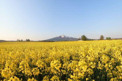 青森県鰺ヶ沢町建石の菜の花畑と岩木山。