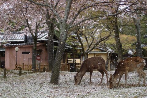 Cherry blossom in Nara