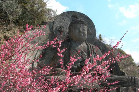 梅と日本寺大仏。投稿者が撮影