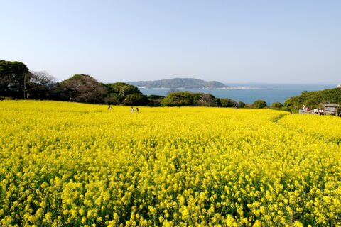 Nokonoshima is an island with a circumference of only 12km which is about a 10-minute ferry ride from Meinohama ferry port in Fukuoka city. The island attracts visitors with its seasonal flowers and ocean vistas.