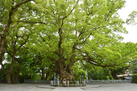 大麻比古神社 クス