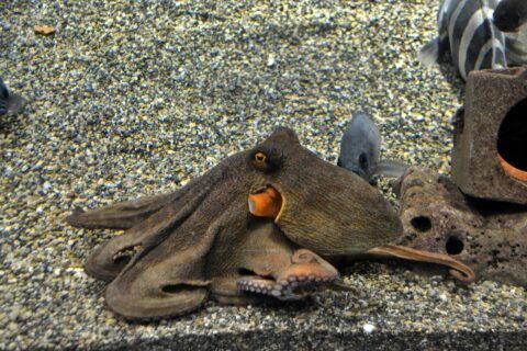 Common octopus in Osaka Aquarium KAIYUKAN.