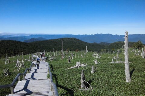 原生林の倒木