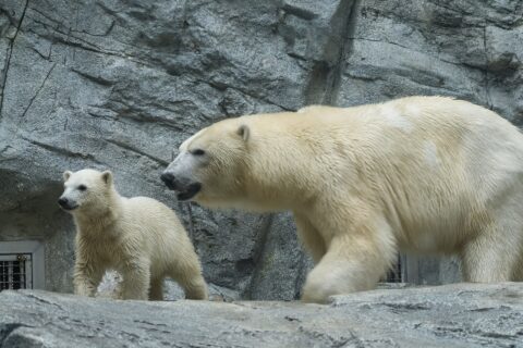 男鹿水族館GAOのホッキョクグマ、モモと子のモモ太。秋田県男鹿市。