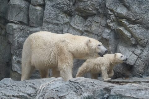 Polar bears Momo and her cub Momota in Oga Aquarium GAO, Oga, Akita Prefecture, Japan.
