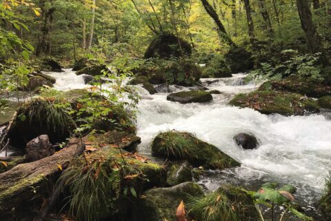 Oirase Stream is a picturesque mountain stream in Aomori Prefecture that is one of Japan's most famous and popular autumn colors destinations. The stream flows along the floor of the Oirase Gorge, winding among trees whi