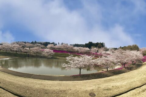 牛久大仏と満開の桜