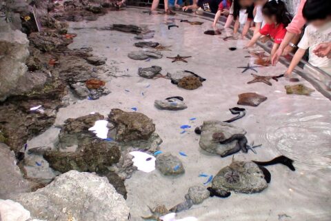 沖縄美ら海水族館のタッチプール