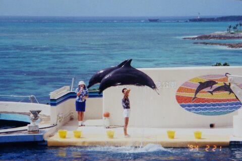 国営沖縄記念公園水族館のオキちゃん劇場。