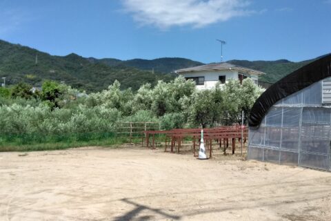 小豆島で栽培されているオリーブ