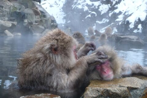 長野県に猿の温泉
