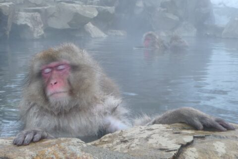 Japanese Macaque relaxing in a volcanic spring in Nagano prefecture, Janan