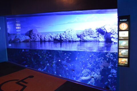 大阪市の水族館「海遊館」