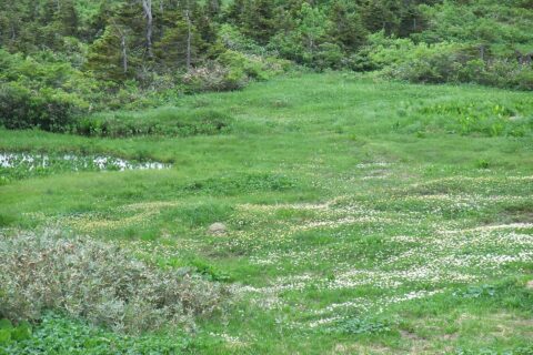 南八甲田のヒナザクラが群生する黄瀬萢