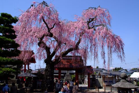 The Otohimezakura cherry in Myokanji temple in Shirakawa city, Fukushima prefecture, Japan