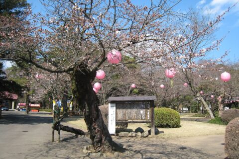 Main park of Oyama-jo castle ruin (Oyama city, Tochigi Prefecture, Japan)