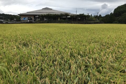 原尻の滝付近の田んぼ