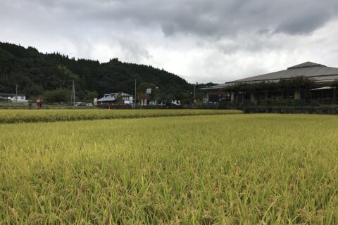 原尻の滝付近の田んぼ