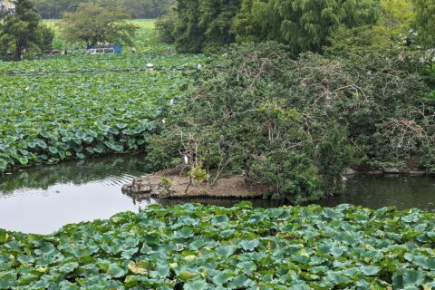 "Pelican" Island on Shinobazu pond, Ueno Zoo