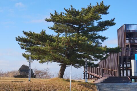 高松宮御手植えの松（男鹿国定公園）