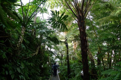 植物。熱川バナナワニ園（静岡県賀茂郡東伊豆町）
