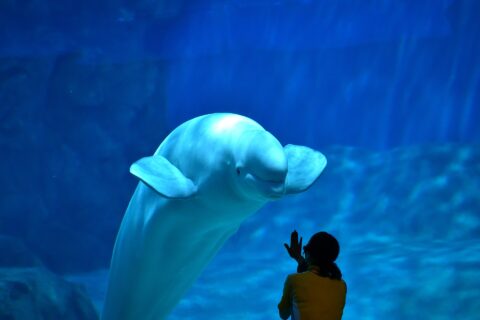 ​名古屋港水族館のベルーガ