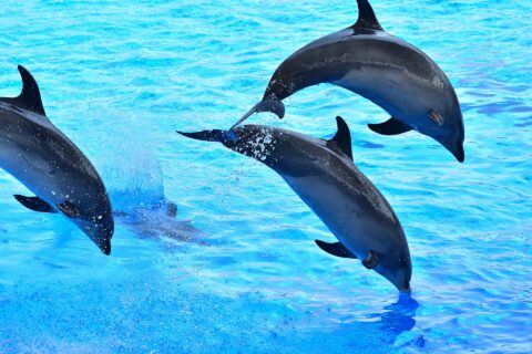 ​名古屋港水族館のイルカパフォーマンス
