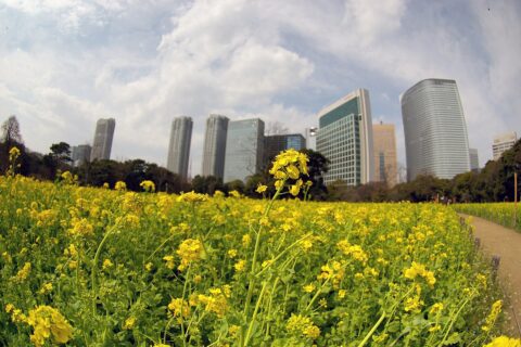 Photo by Yosemite. Rape blossoms and shiodome skyscrapers (in Tokyo).
