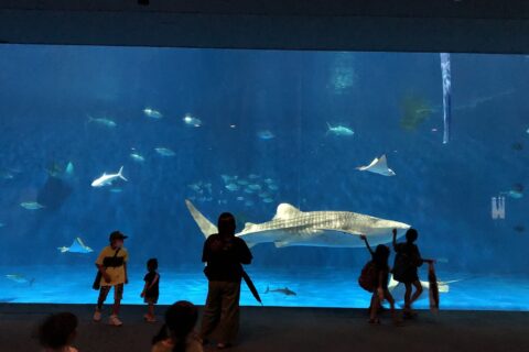 ja:いおワールドかごしま水族館の黒潮大水槽とja:ジンベイザメ