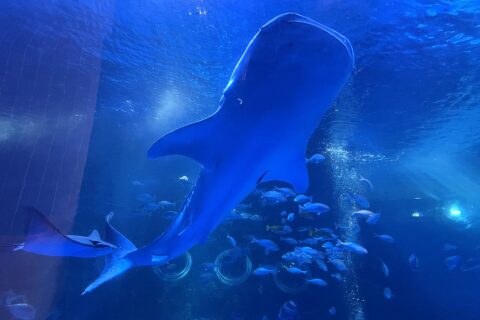 のとじま水族館のジンベエザメ館