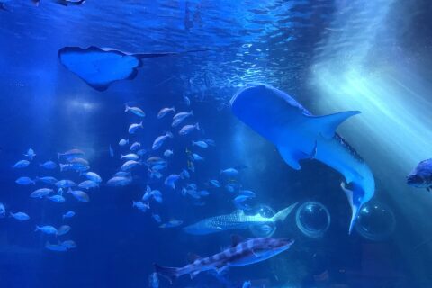 のとじま水族館のジンベエザメ館