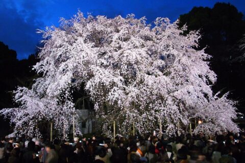 六義園 枝垂桜