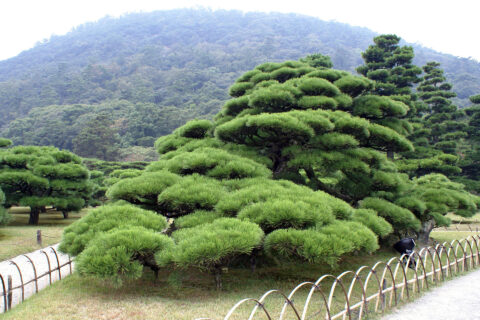 Ritsurin Garden in Takamatsu, Kagawa Prefecture, Japan