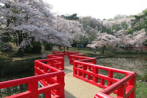 岩槻城址公園の八ッ橋と桜（埼玉県さいたま市岩槻区）
