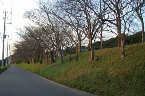 soil wall of Sakura Castle
