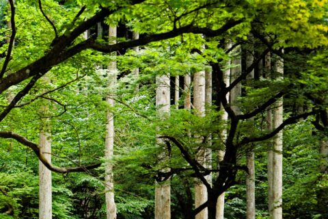The verticality of these birch trees were all the more emphasised by the random lines of the surrounding forest Needs additional description