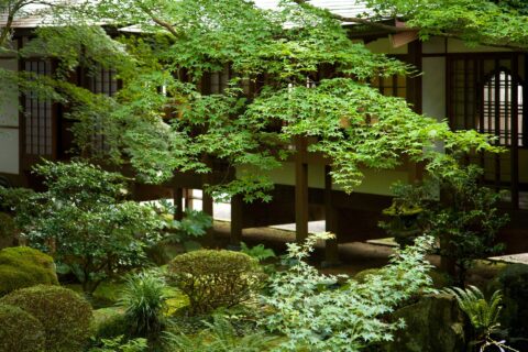 A quiet, unassuming yet no less beautiful corner of the garden... Needs additional description