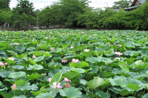 Kagami-ga-ike lake in Saruga Shrine, Hirakawa, Aomori, Japan w:ja:猿賀神社内 鏡ヶ池（青森県平川市）