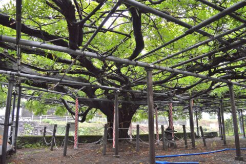 西寒多神社 フジ